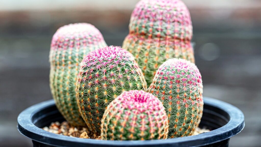 Grow A Rainbow Hedgehog Cactus